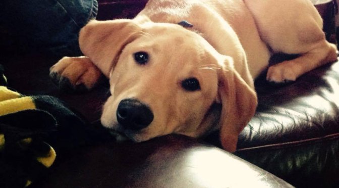 The Best of Intentions