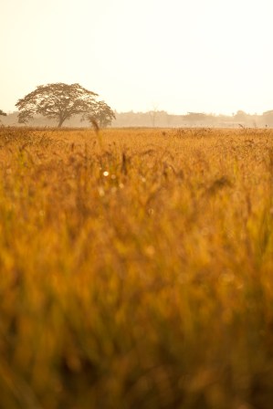 Lonely tree in the mist, nature autumn season, landscape in the